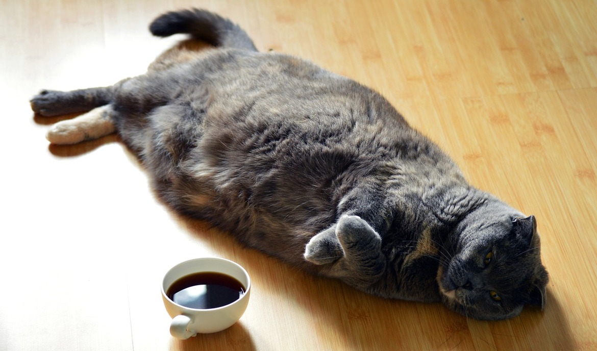 Dicke Katze: Übergewicht erkennen und erfolgreich reduzieren